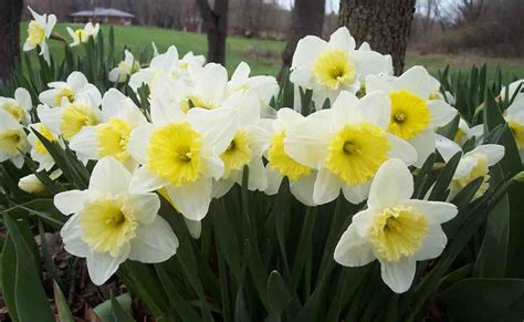 Live Laugh Love Beautiful Daffodils