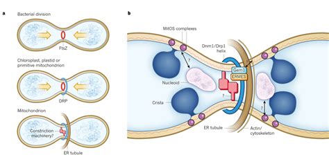 Dynamic Relationship Of Mitochondria And Neurons