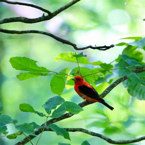 Scarlet Tanager - Bird Watching Academy