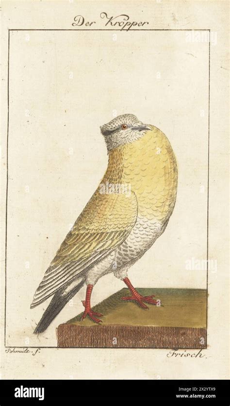 der kropper  res stock photography  images alamy