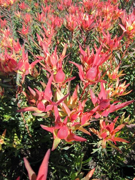 Leucadendron Ausflora Pacific Leucadendron Jack Harre Australian
