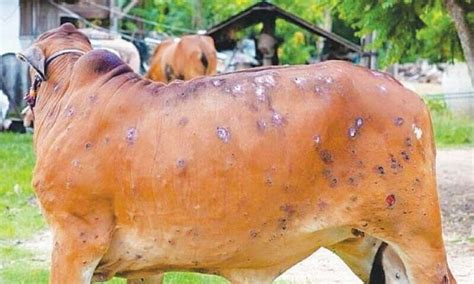 Over 20 000 Cattle Affected By Lumpy Skin Disease In Sindh Pakistan