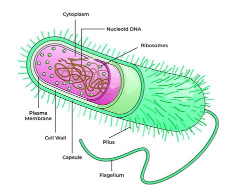 Labelled Diagram Of Bacteria Geeksforgeeks