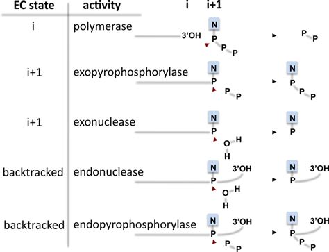 Catalytic Activities Of Rnap Schematic Representation Of Enzymatic