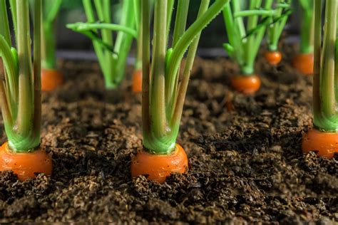 Growing Carrot Seeds In Valheim A Comprehensive Guide Circle B