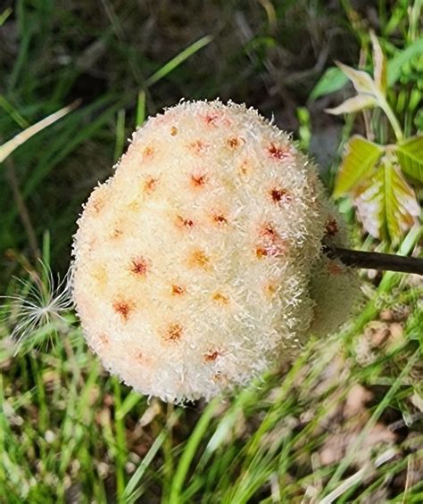 Wool Sower Gall Wasp From Blount Township IL USA On May 1 2024 At 04