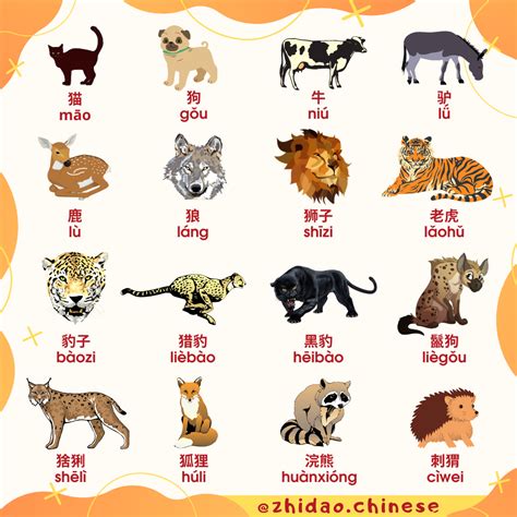 Шпаргалки: животные (动物 dòngwù) 🦥 | Китайский язык Zhidao.Chinese | Дзен