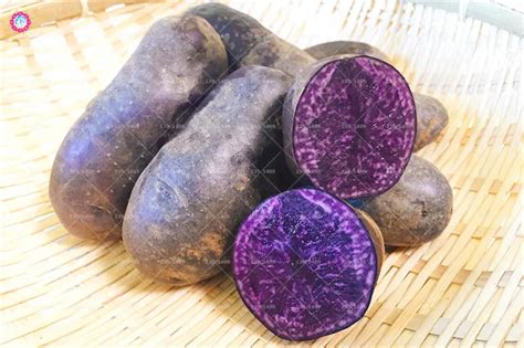 Purple Sweet Potato Seeds Pcs Best Seeds Online Free Shipping