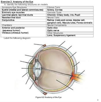 Answered Label The Following Diagram Lens Bartleby