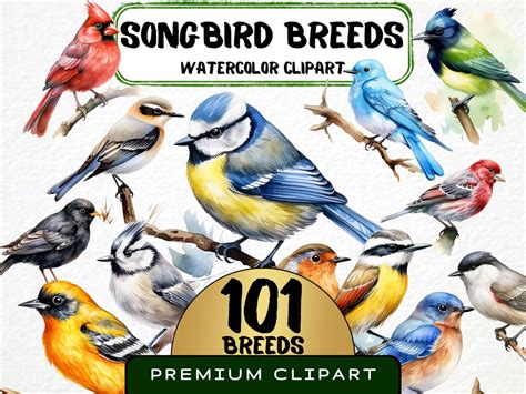 Songbird Breeds Clipart 101 Png With Names Watercolor Cute Bird