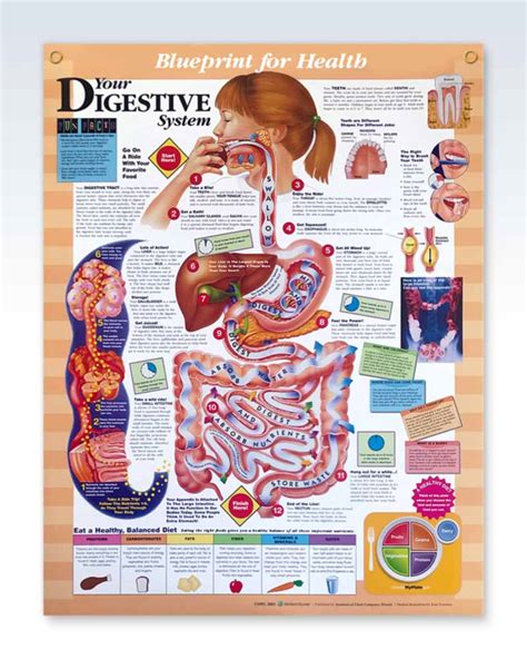 Your Digestive System Exam Room Anatomy Poster Clinicalposters