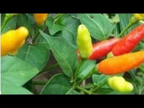 COMO PLANTAR PIMENTA Rápido e Fácil YouTube