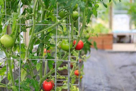 How To Set Up A Gorgeous Vertical Tomato Garden Minneopa Orchards