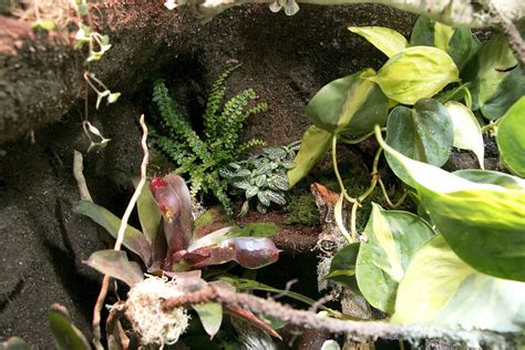 Paludarium F R Dendrobaten Und Rotkehlanolis F R Beide Arten Geeignet