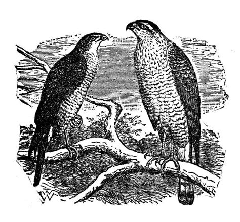 130 Sparrow Hawk Stock Illustrations Royalty Free Vector Graphics