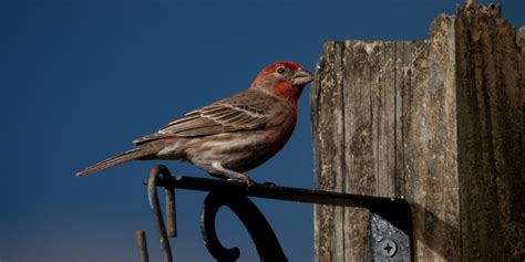 A Guide To The Common Species Of Birds Found In Pennsylvania Birds Coach