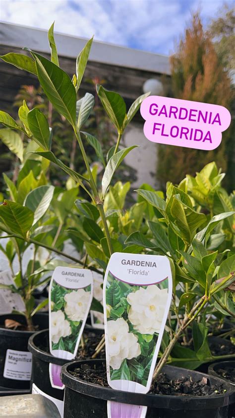 Gardenia Florida — Rockbank Nursery