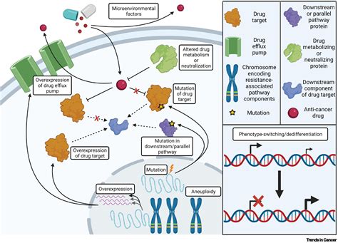 Chromosomal Instability And Aneuploidy As Causes Of Cancer Drug