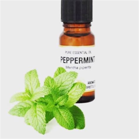 Peppermint Essential Oil Benefits We All Know When You Have Eaten Too