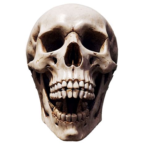 Download Skeleton Head Png 40