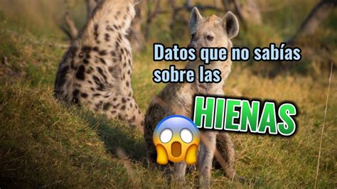 10 datos curiosos sobre las hienas que no sabías datoscuriosos