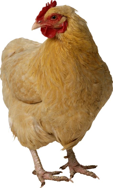 Chicken Clip Art PNG Isolated Pic PNG Mart