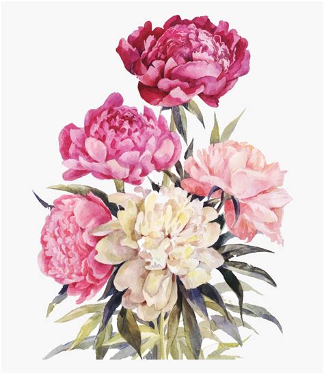 Peony Bouquet Png Watercolor Peony Drawing Free Transparent Clipart