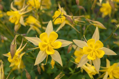 How To Grow And Care For Columbine