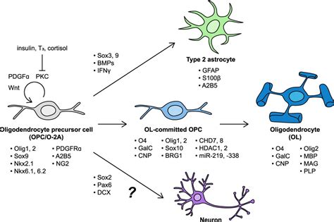 Cell Of All Trades Oligodendrocyte Precursor Cells In Synaptic