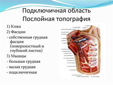 Топографическая анатомия областей плеча, локтевого сустава и предплечья ...