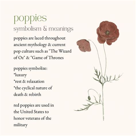 Poppies Symbolism Meanings In 2023 Poppy Symbolism Poppy Flower