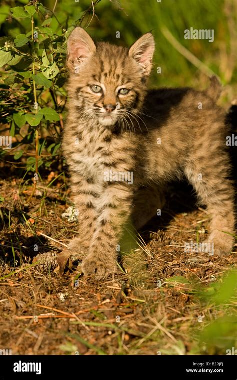 Juvenile Bobcat Hi Res Stock Photography And Images Alamy