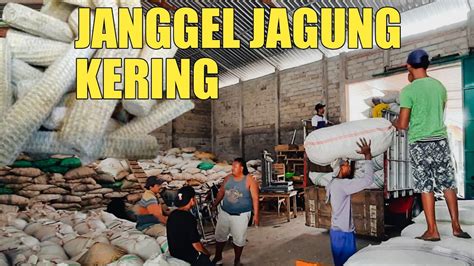 Janggel Jagung Kering Untuk Pakan Ternak Jemberpresisi Youtube