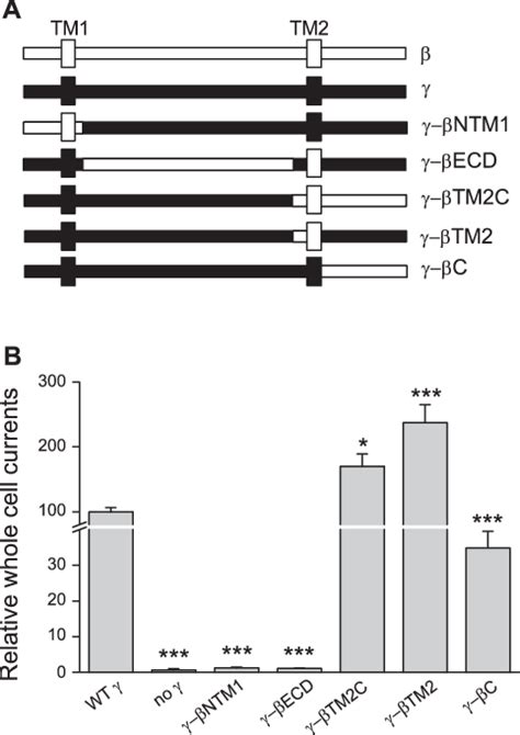 Chimeric Constructs A Schematic Representations Of The Wild Type