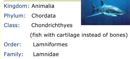 OLUU 4 Give Scientific Classification Of Shark Upto Class