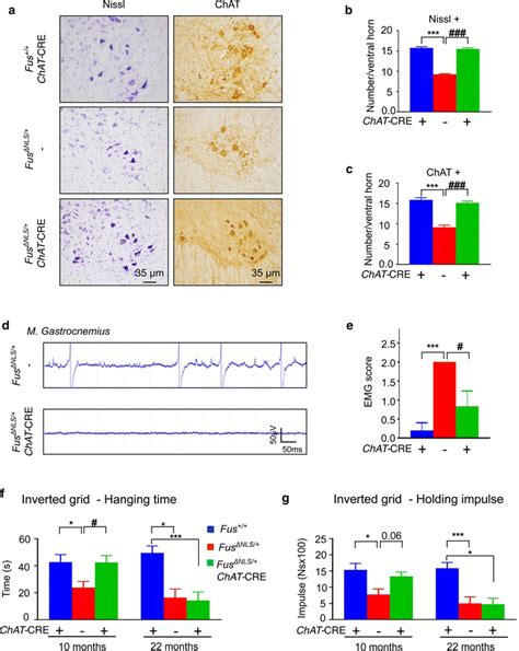 Motor Neuron Selective Reversal Of The Fus Nls Allele To Wild Type