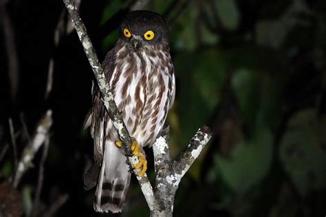 Northern Boobook From Christmas Island On December At