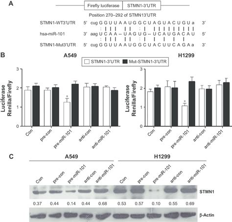 Stmn Was A Target Gene Of Mir Notes A The Binding Sites Of