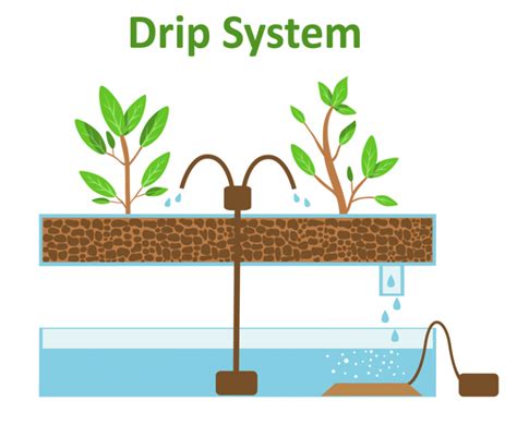 Getting Started With Drip System Hydroponics 8 Things You Need To Know