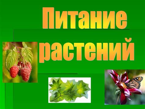 Питание растений - презентация онлайн