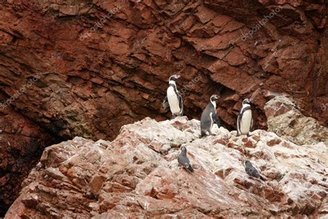 Pingüino Humboldt En La Isla Ballestas Parque Nacional Paracas En Perú