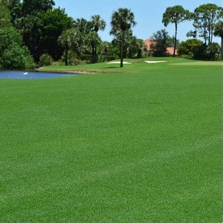 Bermuda Grass Im Tohumu Cynodon Dactylon Kg Rhal Tar M