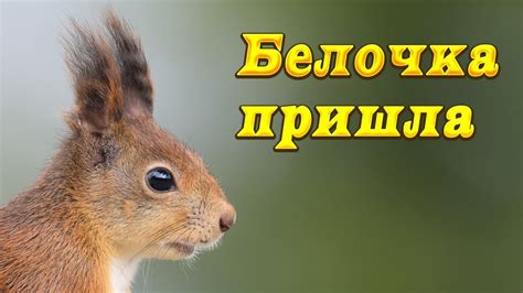 Белочка пришла - YouTube