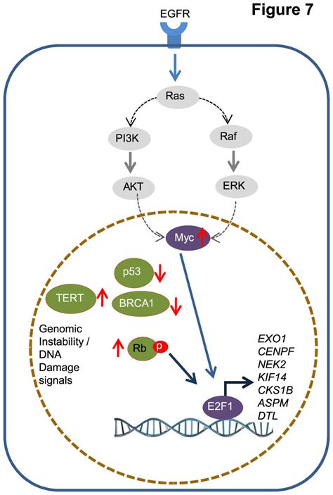 Schematic Representation Of Signaling Pathways Factors Possibly