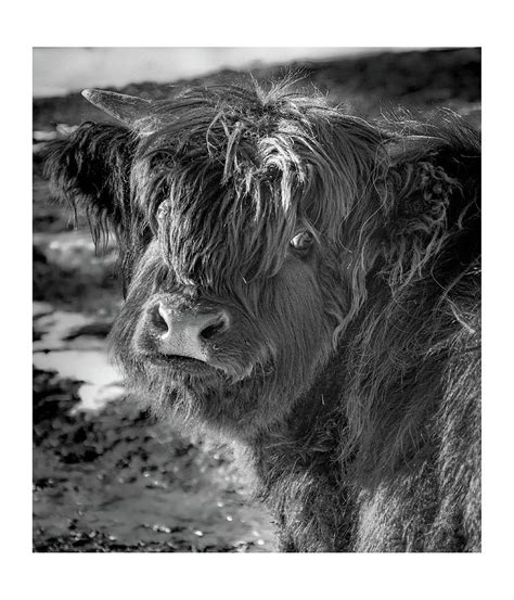 Highland Scottish Cow Photograph By Mark Martins Pixels