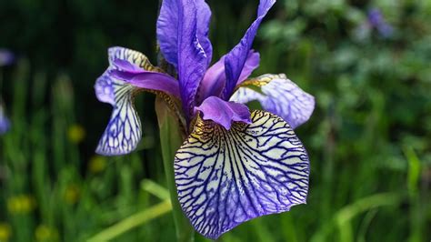 Complete Guide To Dividing And Transplanting Irises Gardening Know How