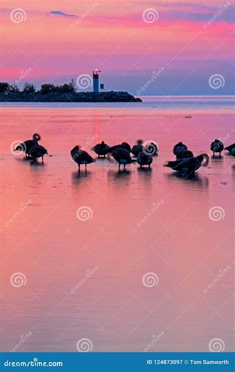 Canada Geese And A Lighthouse Beacon At Sunrise Stock Image Image Of