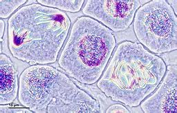 Meristem Cells - Types, Characteristics, Functions, Vs Stem Cells