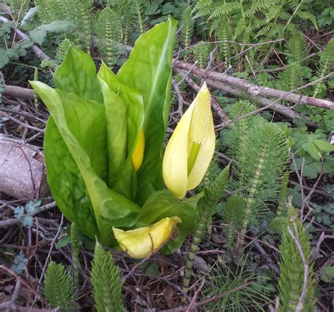 Western Skunk Cabbage Emerging Lysichiton Americanus West Flickr