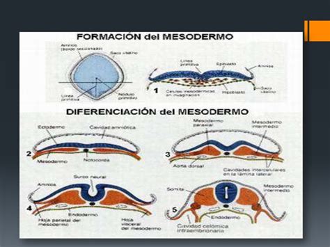 Derivados De La Capa Germinal Ectodermica